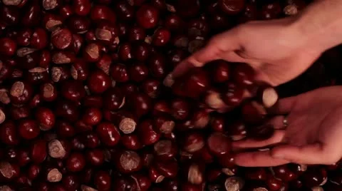 Chestnuts colection Video stock 18782380