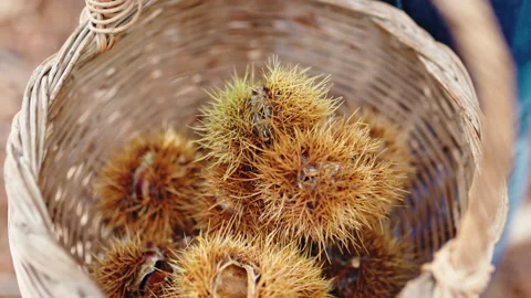 Chestnuts collected in the basket Stock Footage 219736894