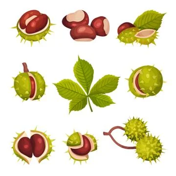 Chestnuts in Cracked Shell with Prickles and Pointed Oblong Leaves Vector Set Ilustración de archivo