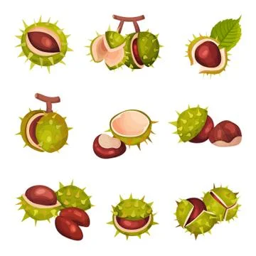 Chestnuts in Cracked Shell with Prickles and Pointed Oblong Leaves Vector Set Ilustración de archivo