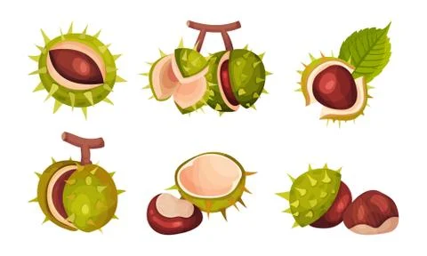 Chestnuts in Cracked Shell with Prickles and Pointed Oblong Leaves Vector Set Stock Illustration