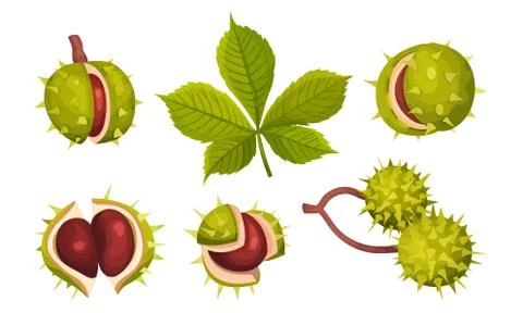 Chestnuts in Cracked Shell with Prickles and Pointed Oblong Leaves Vector Set Ilustración de archivo