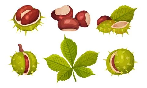 Chestnuts in Cracked Shell with Prickles and Pointed Oblong Leaves Vector Set Ilustración de archivo