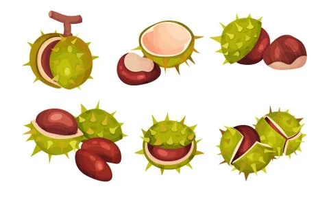 Chestnuts in Cracked Shell with Prickles and Pointed Oblong Leaves Vector Set Stock Illustration