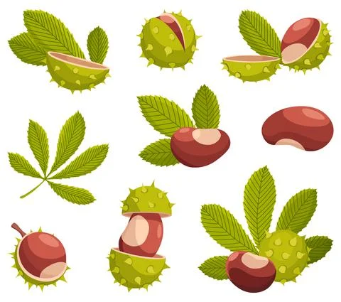 Chestnuts cracked shell with prickles and pointed oblong leaves vector set 스톡 일러스트