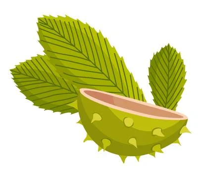 Chestnuts cracked shell with prickles and pointed oblong leaves. Vector Ilustración de archivo