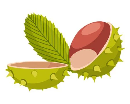 Chestnuts cracked shell with prickles. Vector illustration. Design element for Stock Illustration