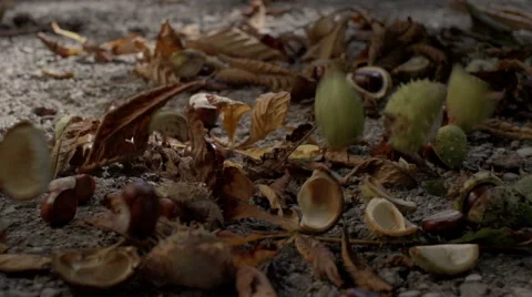 Chestnuts falling in autumn slow motion Stock Footage 41806162