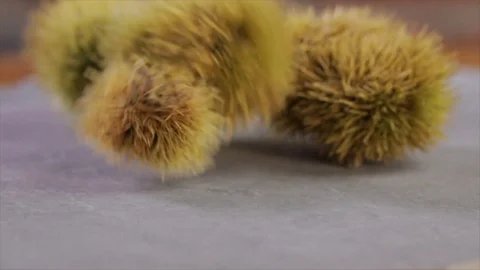 Chestnuts Falling Closeup Stock Footage 99163537