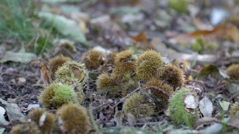 Chestnuts falling in the forrest Stockbeeldmateriaal 82722334