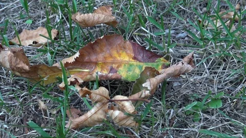 Chestnuts falling to grass Stock Footage 95449473