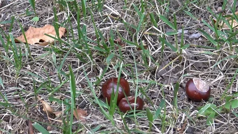 Chestnuts falling to grass Stock Footage 95449570