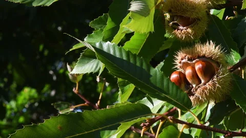 Chestnuts falling from the ripe hedgehog hanging from the tree Vídeos de archivo 162973671
