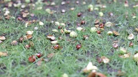 Chestnuts falling from the tree due to the cold and rain Stock Footage 116627550
