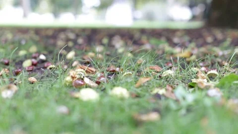 Chestnuts falling from the tree due to the cold and rain Stock Footage 116627557