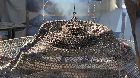 Chestnuts on the fire Stock Footage 161261555