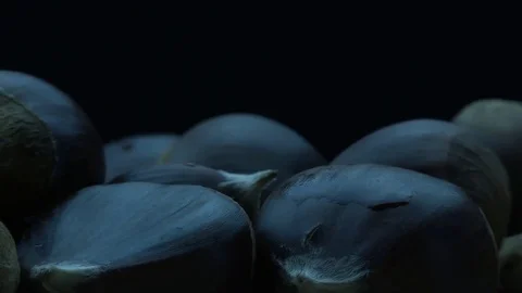 Chestnuts 스톡 동영상 81353382