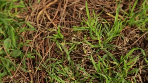 Chestnuts Stock Footage 81919019