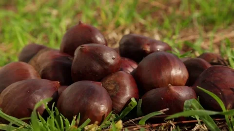 Chestnuts Stock Footage 81925200