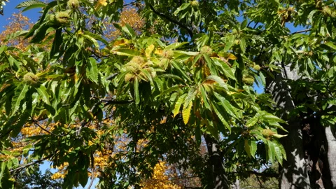 Chestnuts Stock Footage 164103426