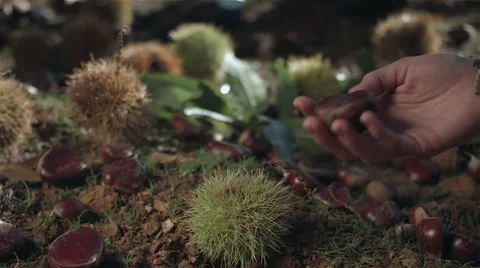 Chestnuts on forest floor. Stock Footage 62474341