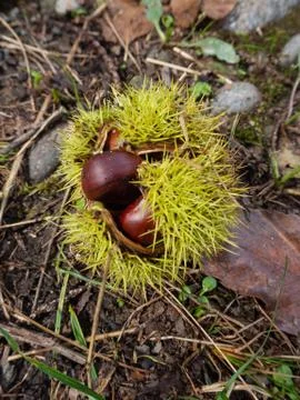 Chestnuts on the forest floor Stock Photos