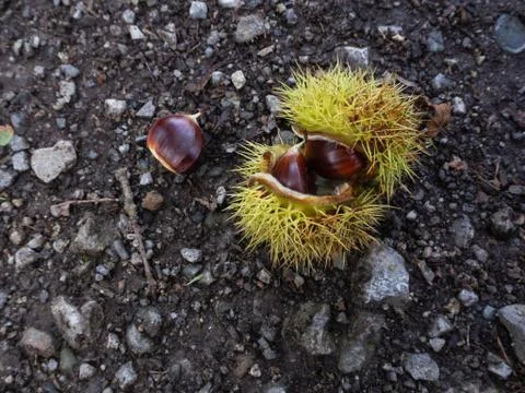 Chestnuts on the forest floor Stock Photos
