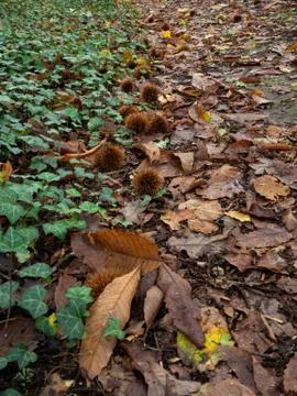 Chestnuts on the forest floor Stock Photos