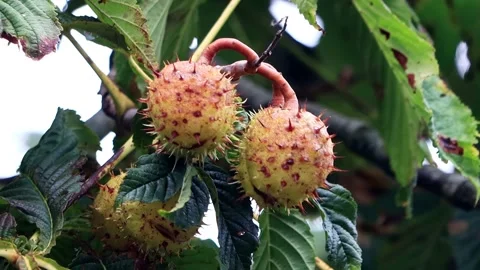 Chestnuts fruits on tree in autumn Stock Footage 201641816
