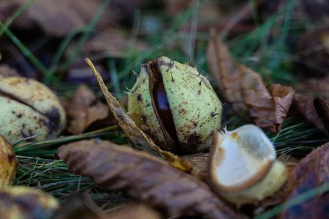 Chestnuts in the grass. Chestnut in October. Dry chestnuts Stock Photos