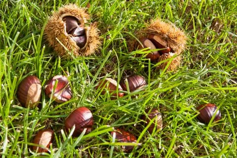 Chestnuts on the grass Stock Photos
