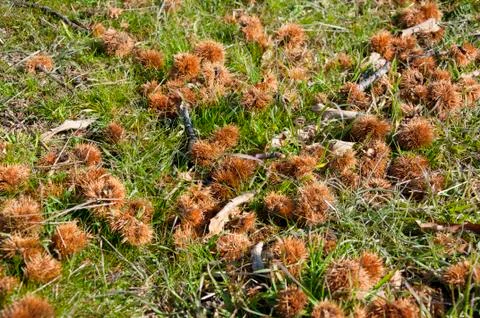 Chestnuts on the grass Stock Photos