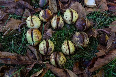 Chestnuts in the grass in the shape of a heart. Chestnut heart. Chestnut frui Stock Photos
