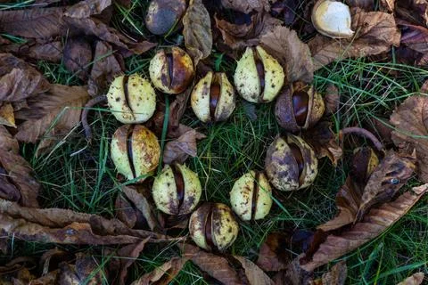 Chestnuts in the grass in the shape of a heart. Chestnut heart. Chestnut frui Stock Photos