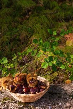 Chestnuts Greek mountain 12 Stock Photos