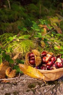 Chestnuts Greek mountain 21 Stock Photos