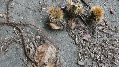 Chestnuts on the ground in autumn Stock Footage 234593533