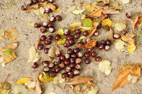 Chestnuts on the ground Stock Photos