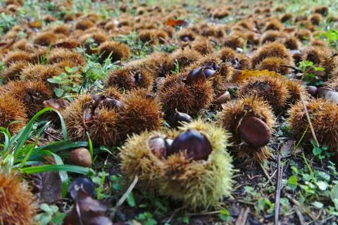 Chestnuts on ground Stock Photos