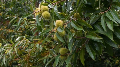 Chestnuts Growing On A Chestnut Tree Branch Stock Footage 118011847