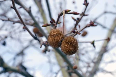 Chestnuts growing in its tree 스톡 사진