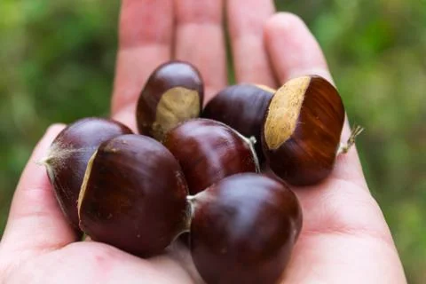 Chestnuts in a hand Stock Photos