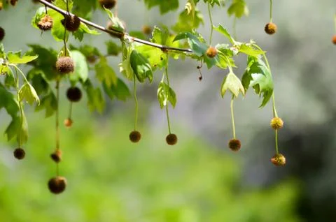 Chestnuts hanging from branches Stock Photos