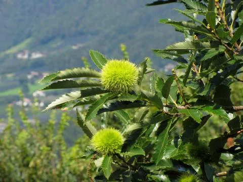 Chestnuts hanging on the tree Foto stock