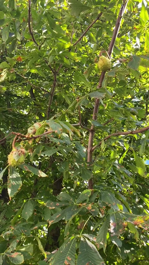 Chestnuts hanging from a tree. Summer. Vertical video Stock Footage 284006879