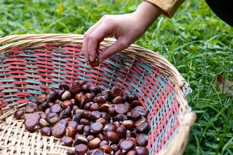 Chestnuts harvest Stockfoto's