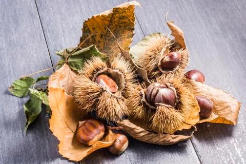 Chestnuts with hedgehog on gray background 2 Stock Photos
