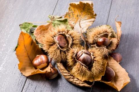 Chestnuts with hedgehog on gray background Stock Photos