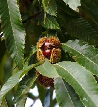 Chestnuts in hedgehog on tree Stock Photos