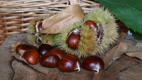 Chestnuts with hedghogs and chestnut leaves rotate on wooden cutting board. Video stock 163088000